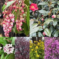 アセビ、椿、沈丁花、梅、菜の花、ジャノメエリカ　早春の季緑園の植栽工事の花々