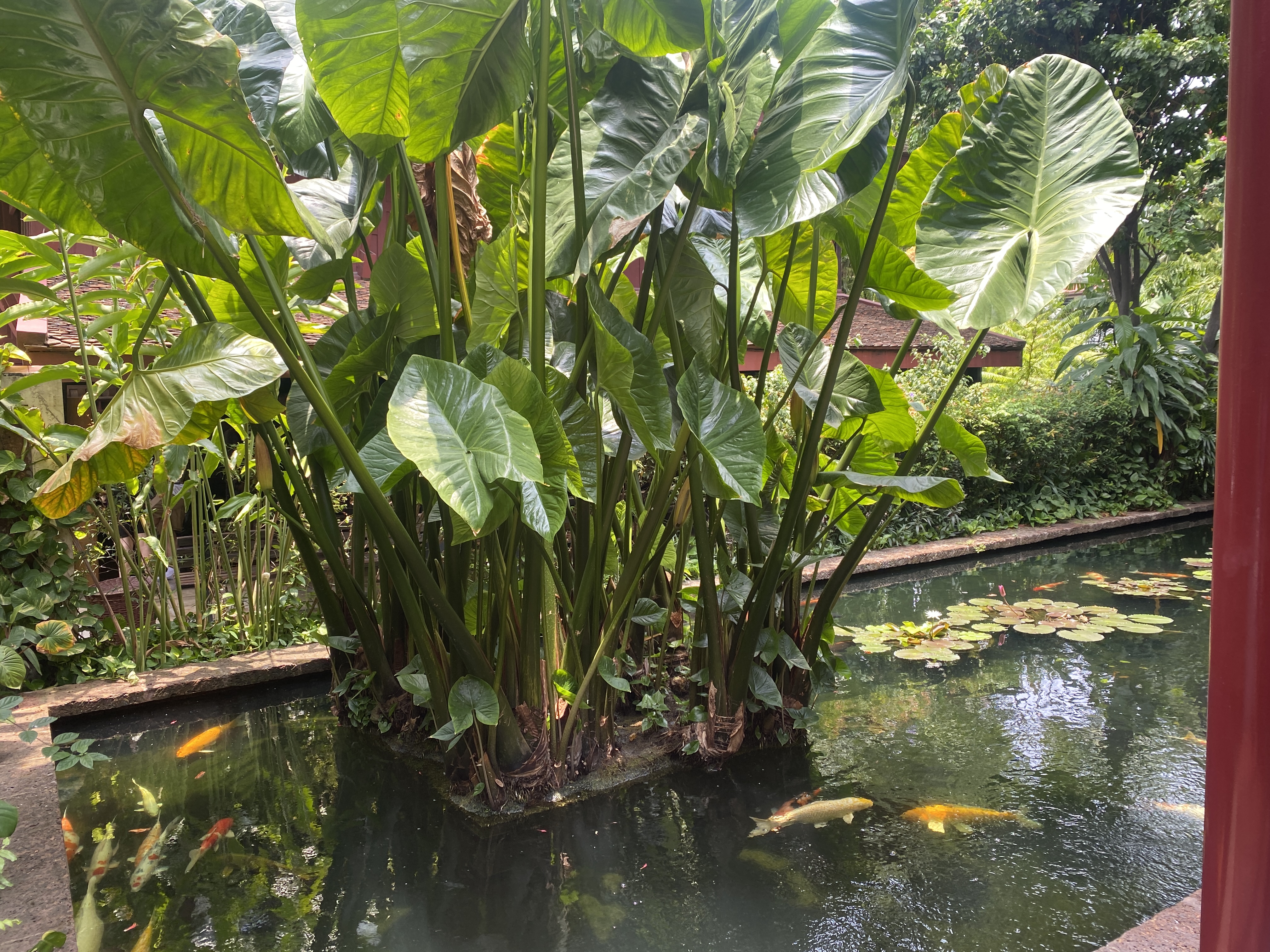 タイ・アジアンガーデンの池