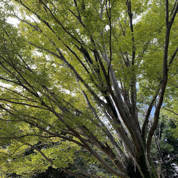 季節の色の変化が美しい落葉樹