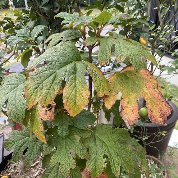 紅葉の美しいカシワバアジサイ