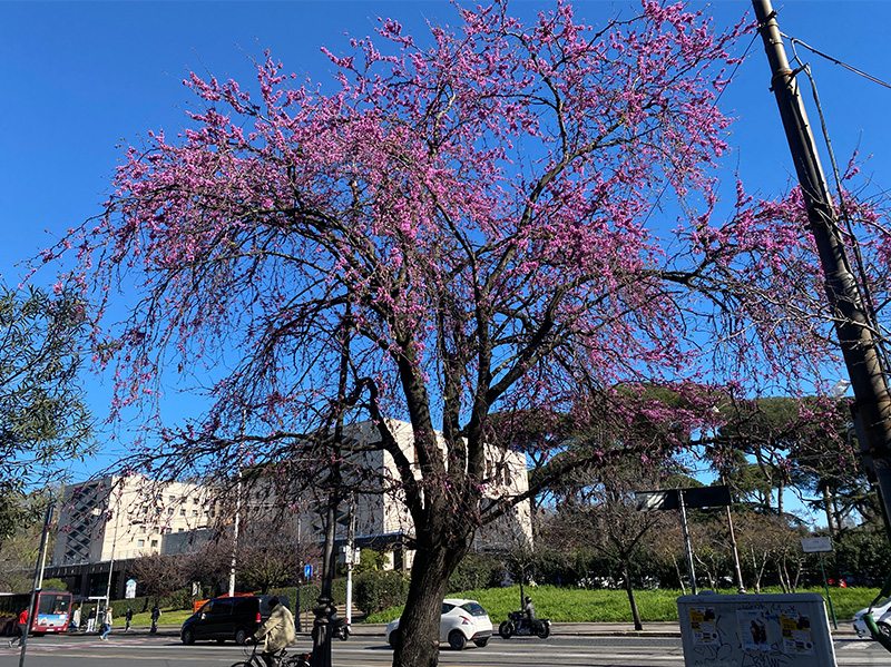 美しく開花するセイヨウハナズオウ