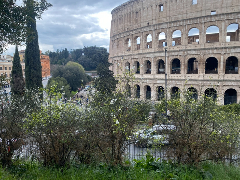 コロッセオ周辺の植栽植木